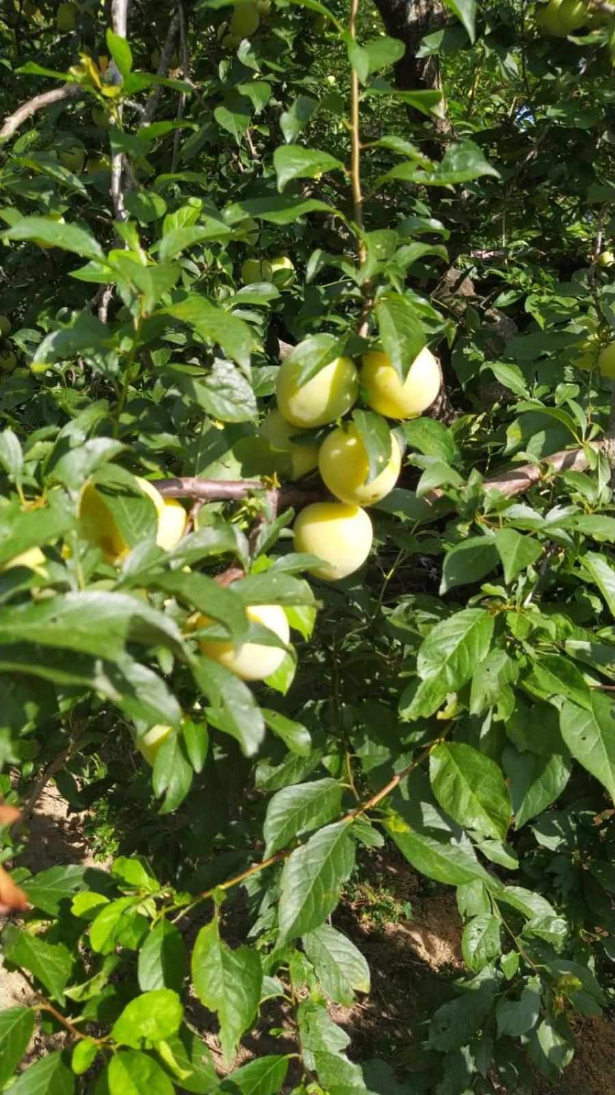 Azienda Agricola Biologica La Cardellina Tolfa Bagian luar foto