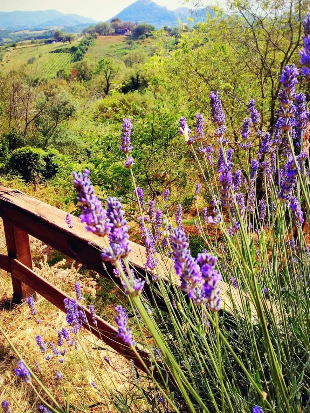 Azienda Agricola Biologica La Cardellina Tolfa Bagian luar foto