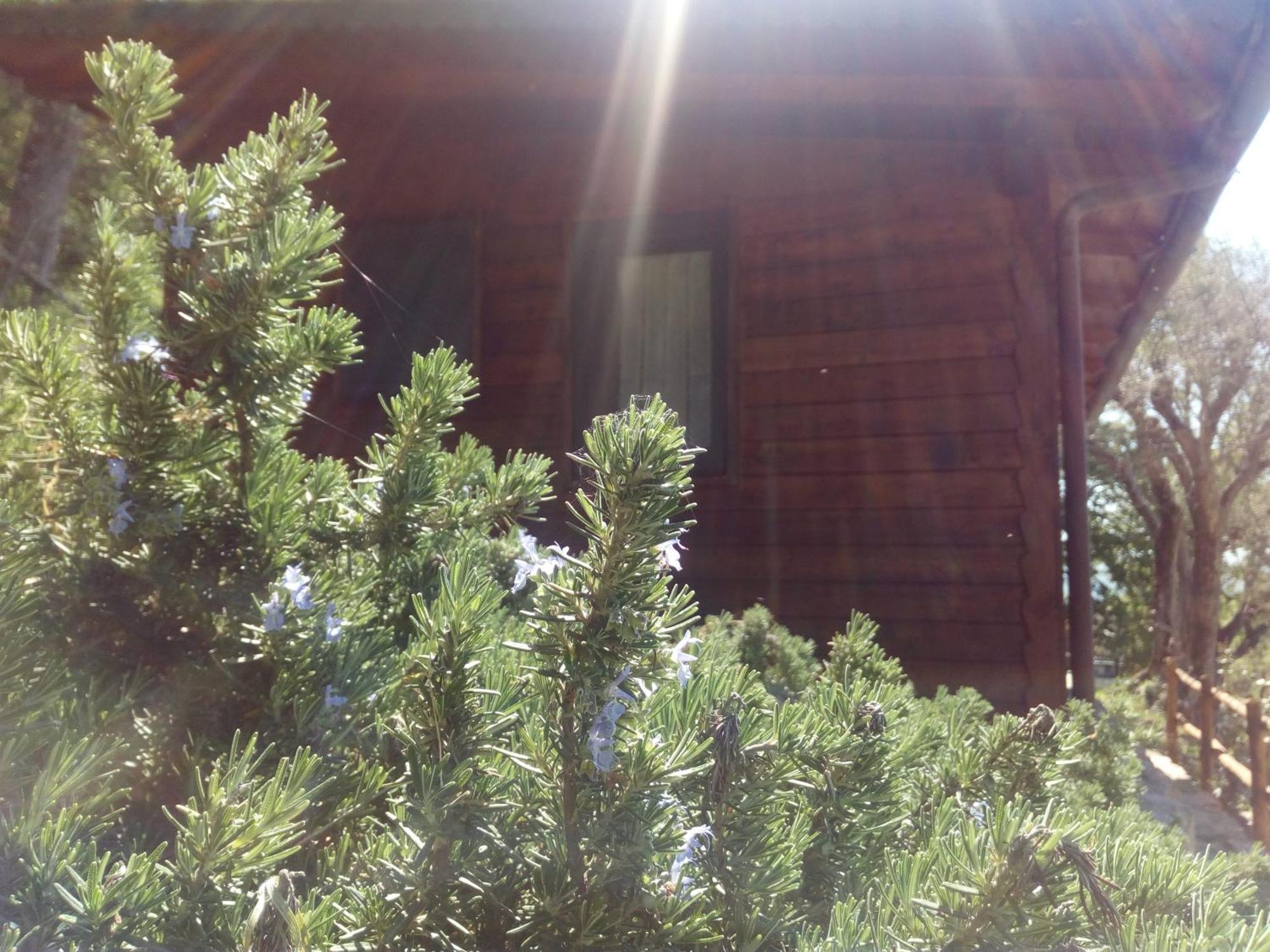 Azienda Agricola Biologica La Cardellina Tolfa Bagian luar foto