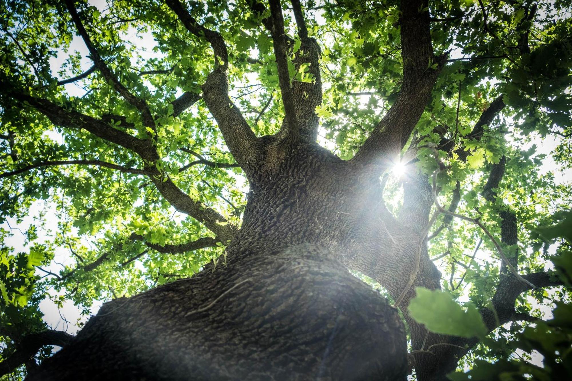 Azienda Agricola Biologica La Cardellina Tolfa Bagian luar foto