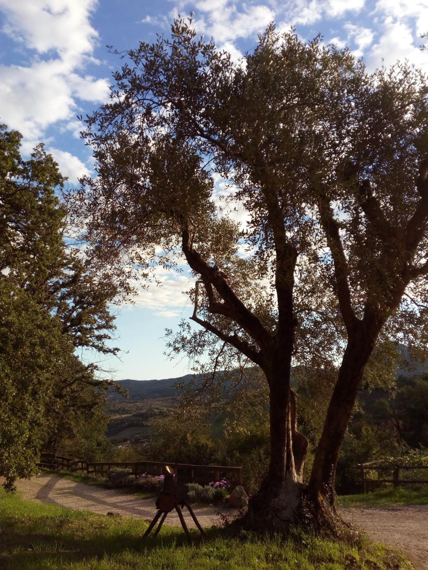 Azienda Agricola Biologica La Cardellina Tolfa Bagian luar foto