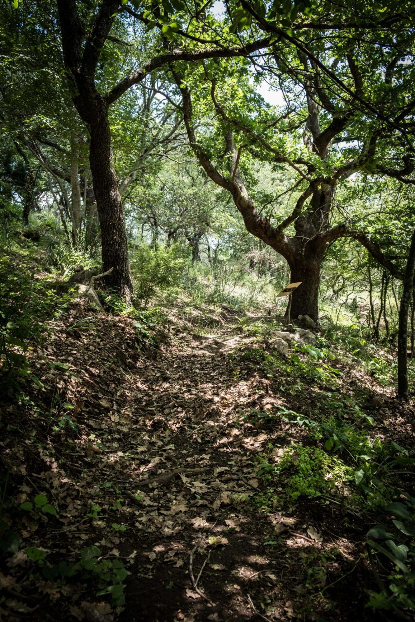 Azienda Agricola Biologica La Cardellina Tolfa Bagian luar foto